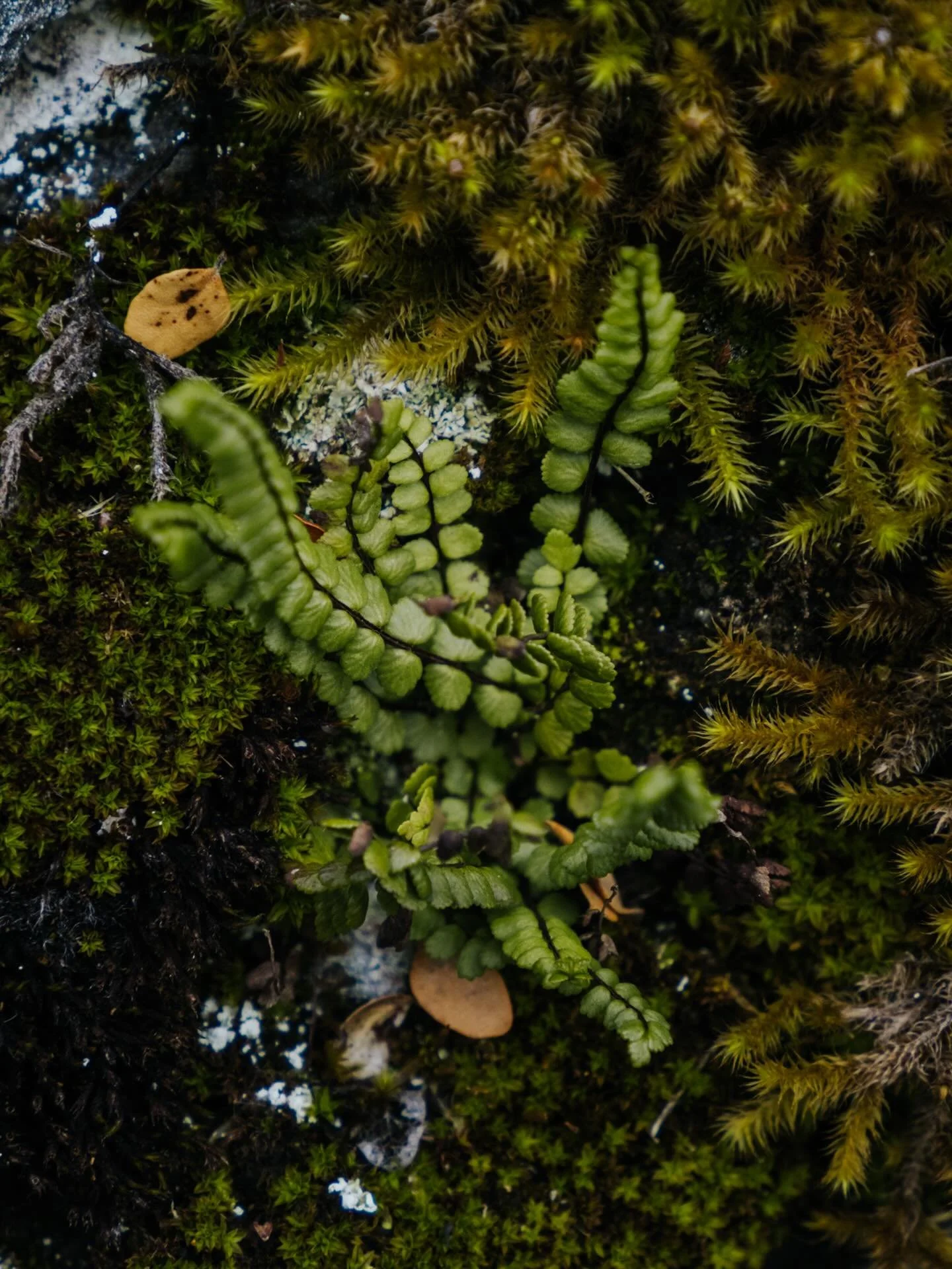 Closing a chapter is a decision one has to make at its own pace, at its own rhythm. No rush, whether self-imposed or from an external source seems, in my case, had the slightest influence in the outcome of it. Coming back home was meant to be tempora