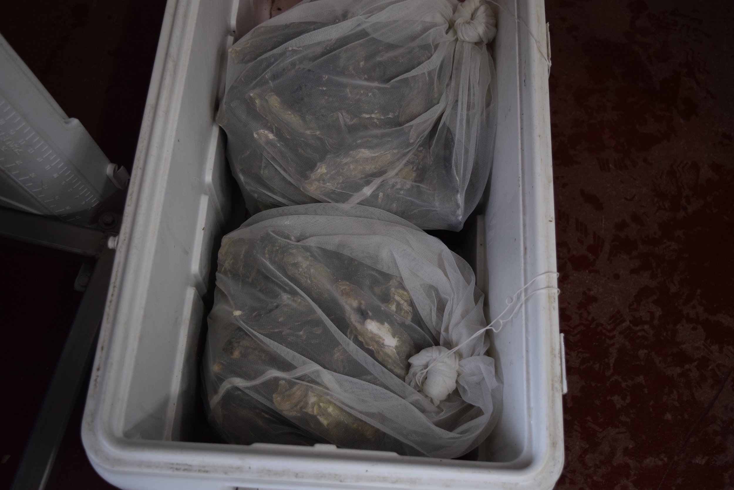  Netarts Nay Oysters ready to be added to the boil. 