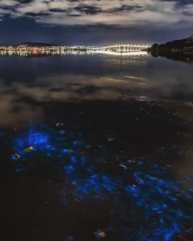 #bioluminescence at cornelian bay, #tasmania