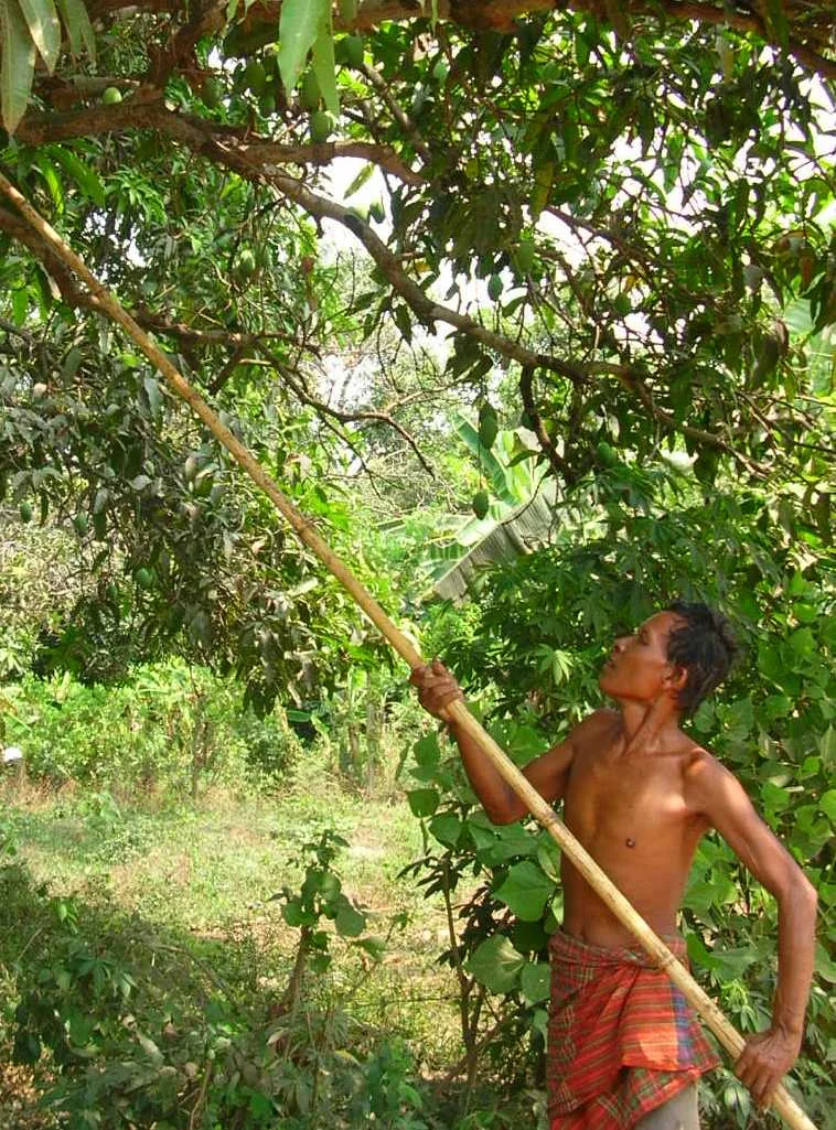 The Next Branch Up the Tree?