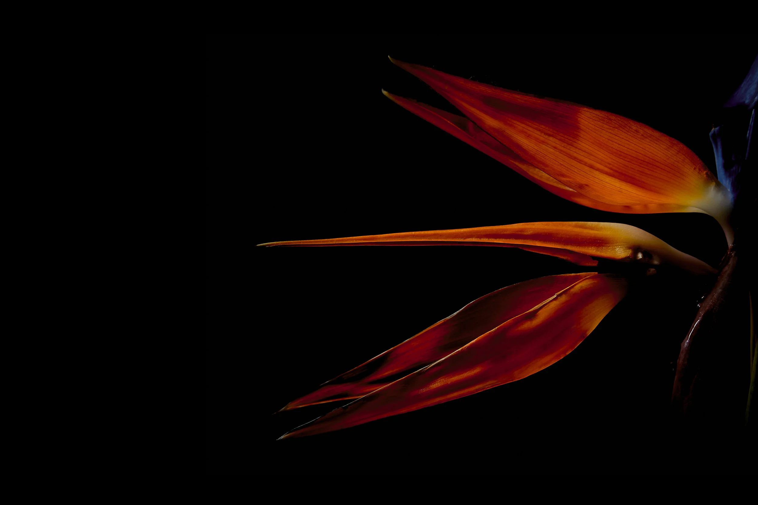 The_Phoenix.jpg