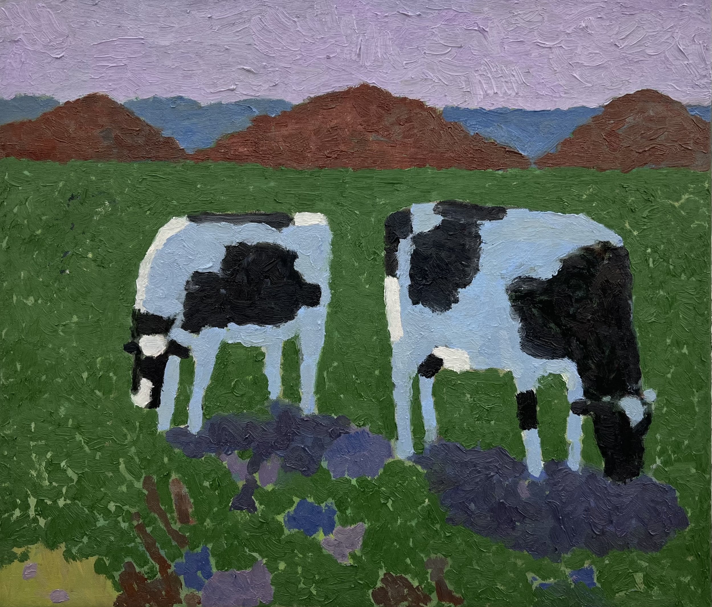Point Reyes Cows. 2023