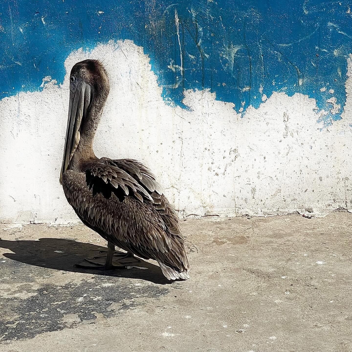 This guy was sitting patiently outside the fish market not realizing that it was shut and closed for the day. There&rsquo;s usually a large flock of pelicans gathered around while the fish are cut and filleted but not that day. He alone sat patiently