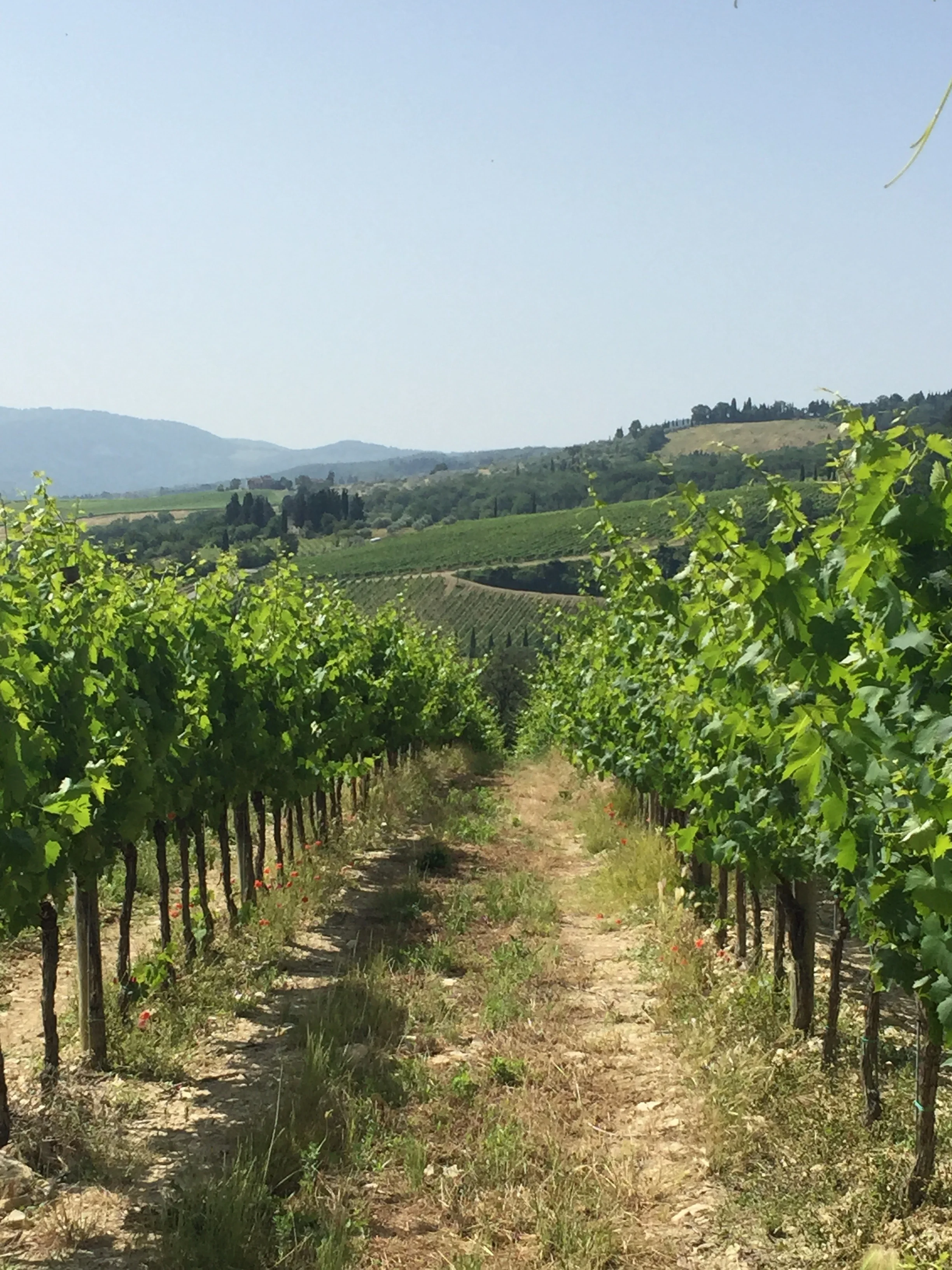 A Chianti region vineyard