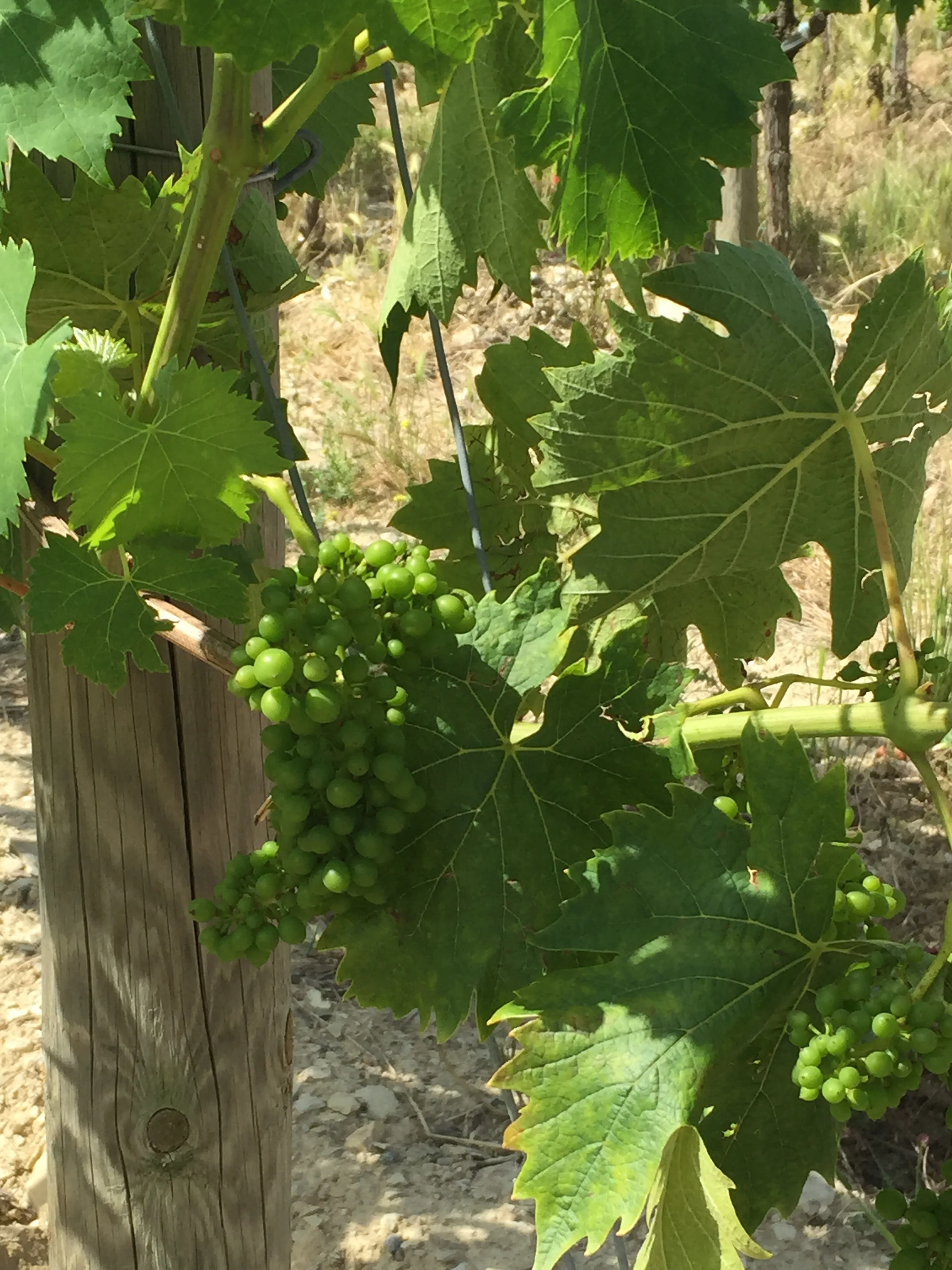 Chiant grapes