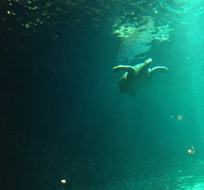 turtle.jpg