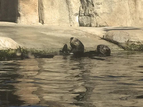 otter.jpg