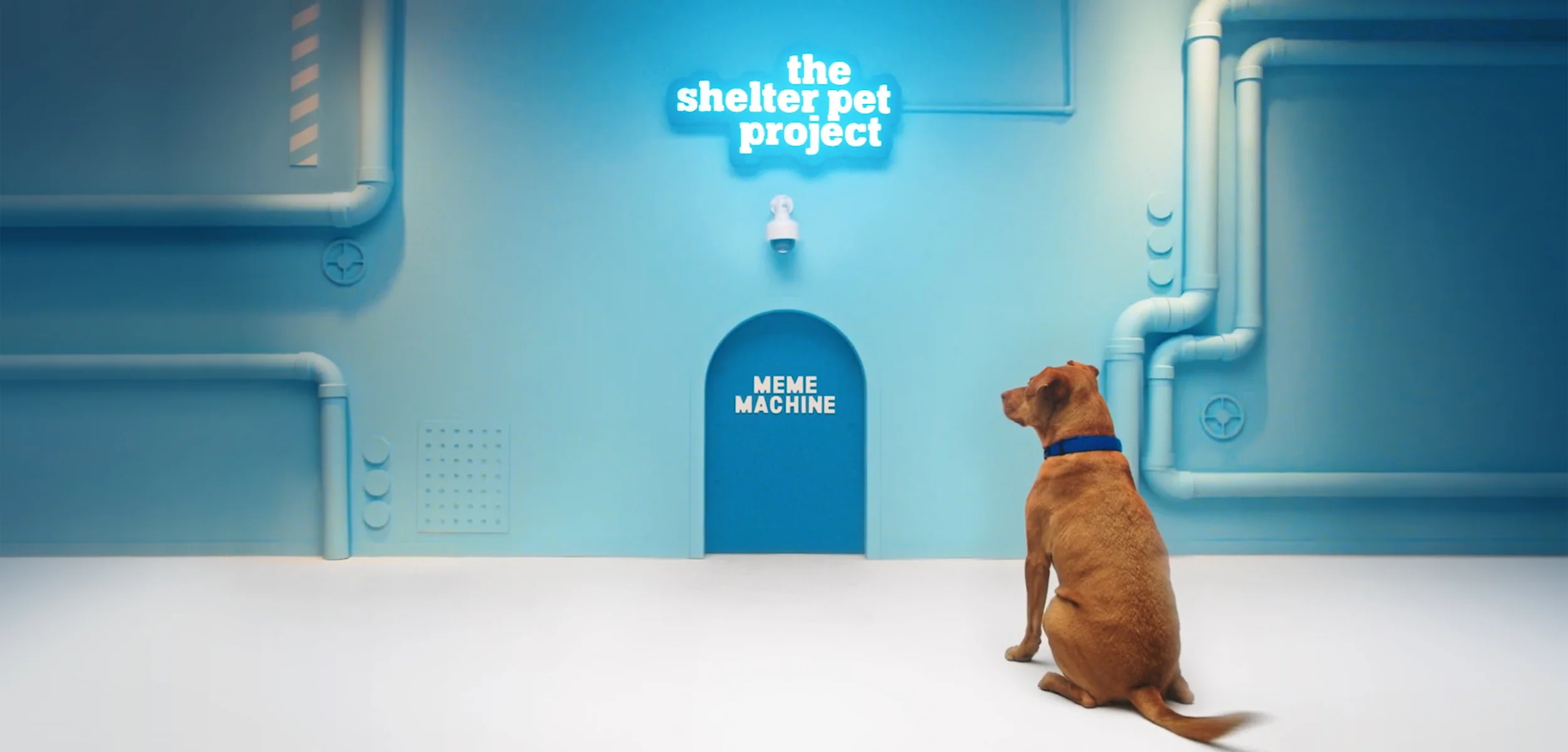  -  Making social content for a whole year is hard, so we got shelter pets to do it. Giving them the control of our social platforms to blast out memes to bring real meaning to superfluous internet holidays.  To do this we created the Meme Machine: a