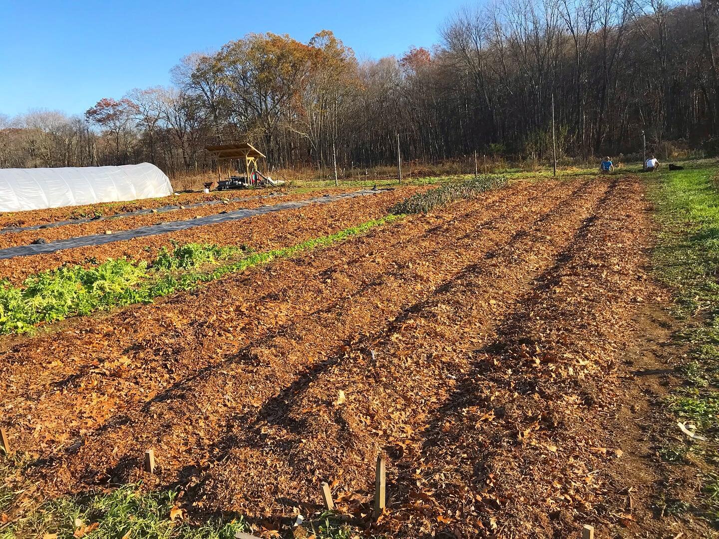 Getting everything tucked in under some @earthcarefarm_ri compost and leaves from Brown University. A very pleasant time of year as we get to tend to ourselves and the soil. 🍁 🛏