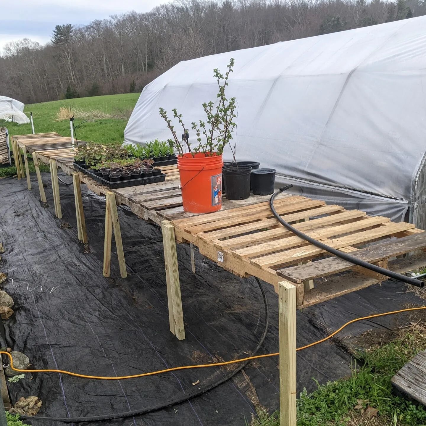 I just added some new plants to the online store. Take a look at the link in our bio. Many more to come, including those pictured later in this post!

New nursery pallet tables with automated irrigation! (1) The new robop (Quinn's word for robot) con