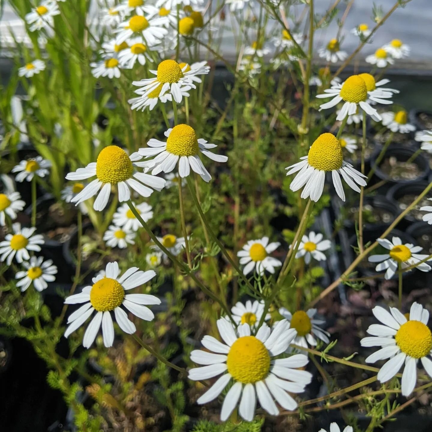 Chamomile attention flash! Finished products. These cardoons, and many native plants, perennials, medicinal and culinary herbs and flowers, will be for sale this Thursday at the Armory farmers market 3-7 PM. Also strawberries, bouquets, herbs, roots 
