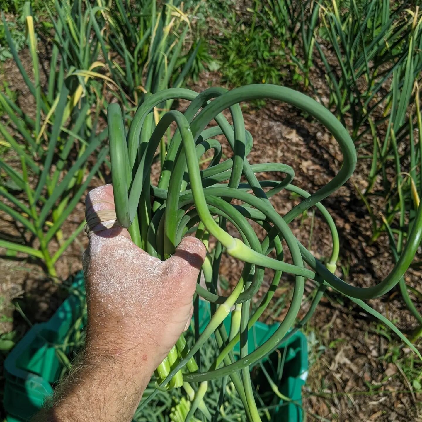 Garlic scapes now available on Market Mobile and at the Armory Farmers Market! Also ranunculus, strawberries,  plants, etc. I added a second side to new plant labels with farm contact info.