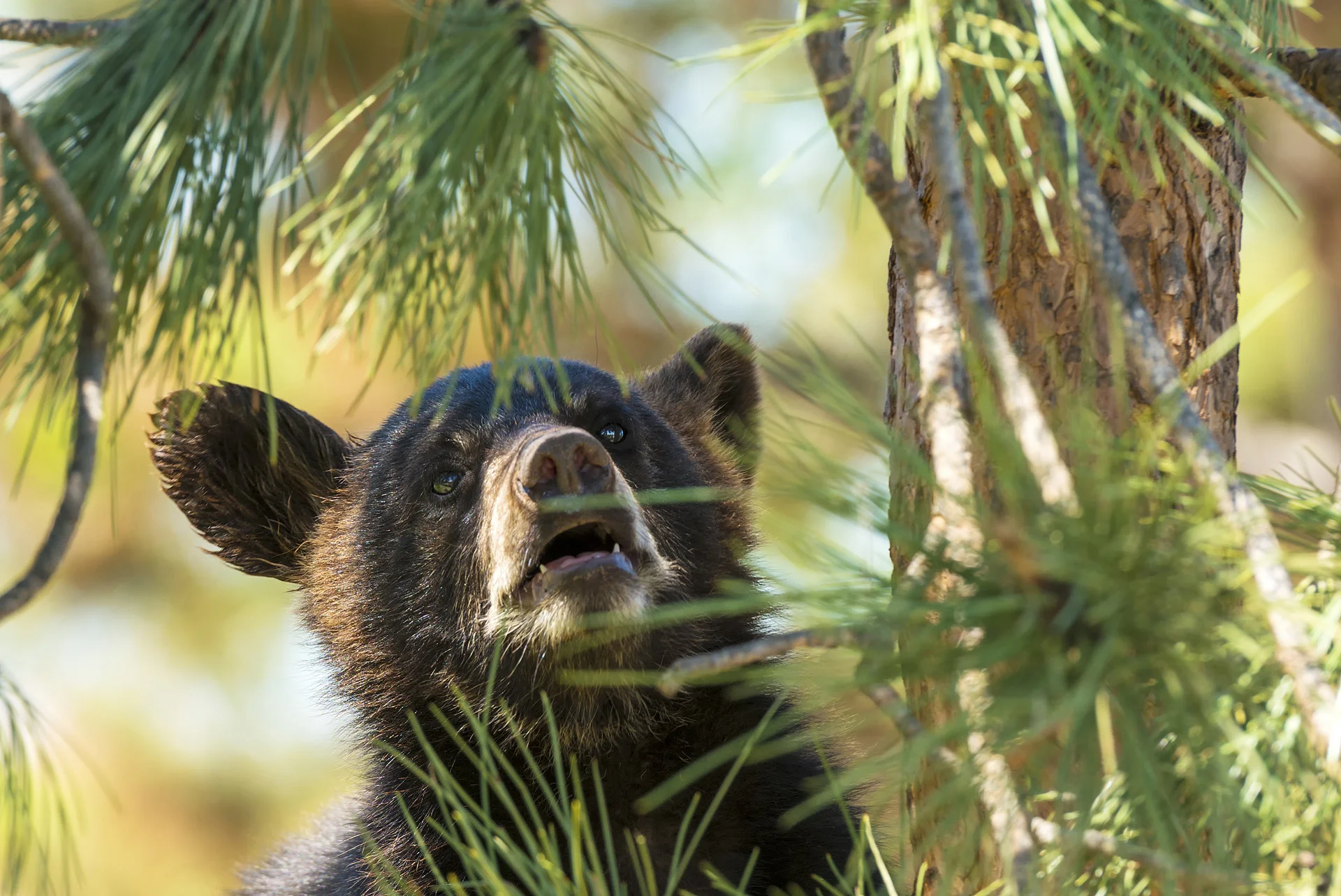 Steve Whitworth - Bear Necessities