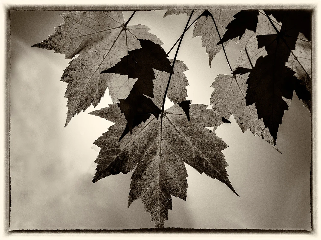 Shadow Leaves