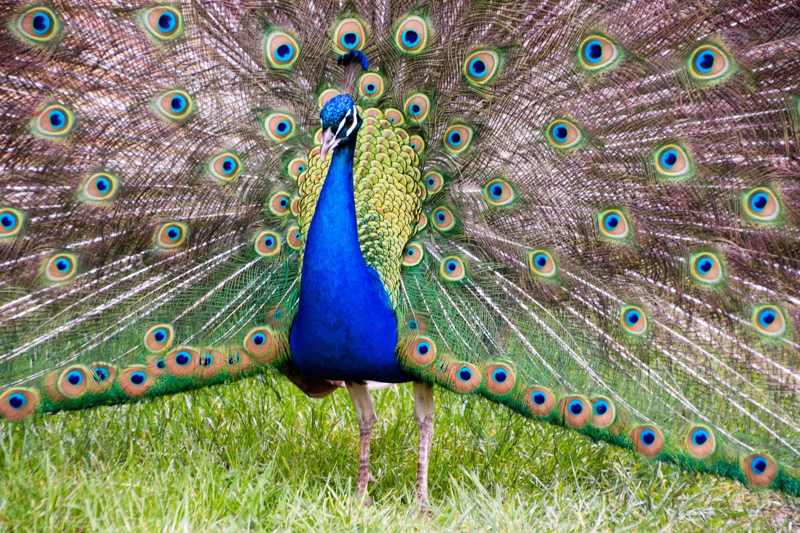Peacock