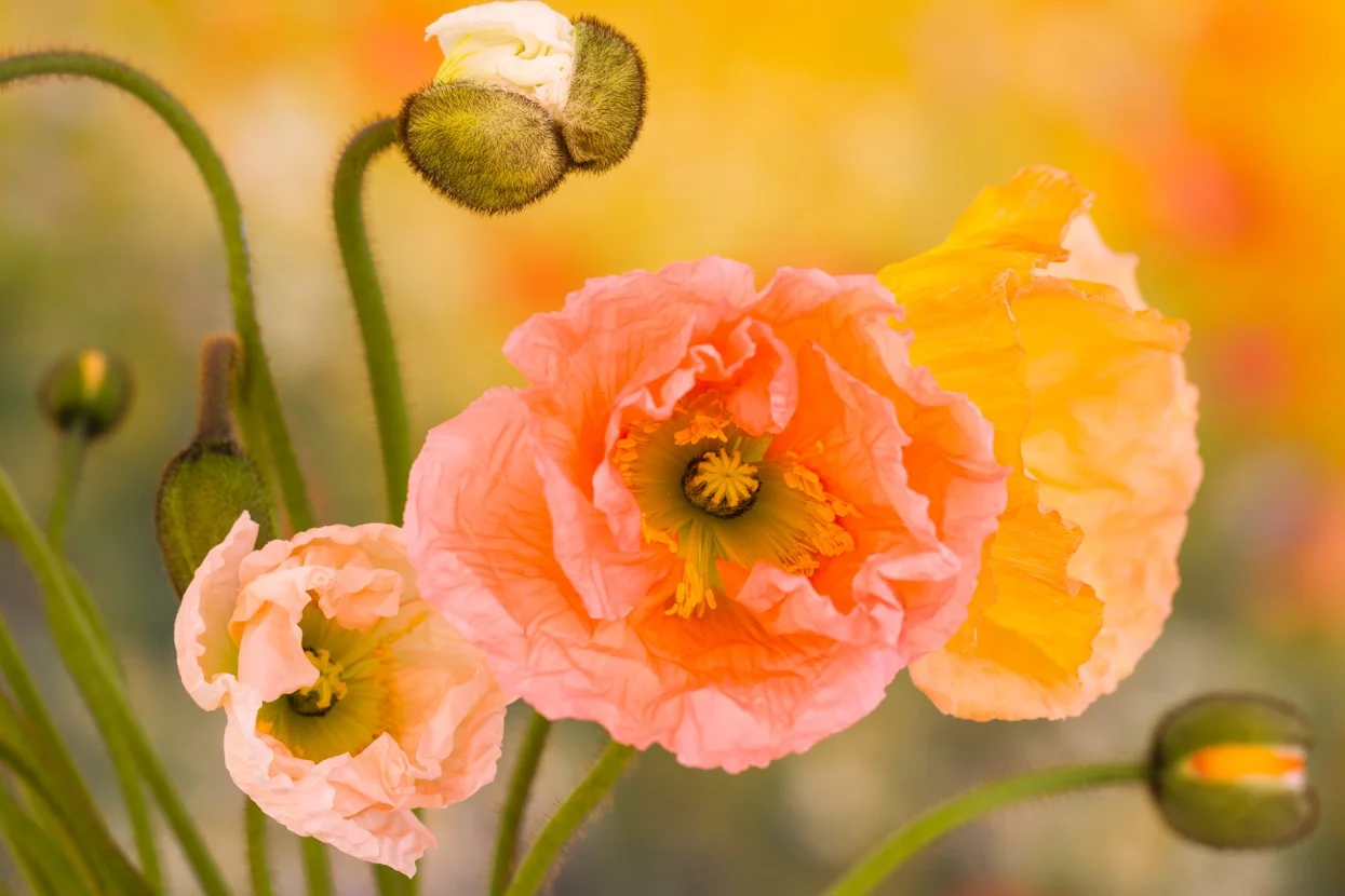 Poppies