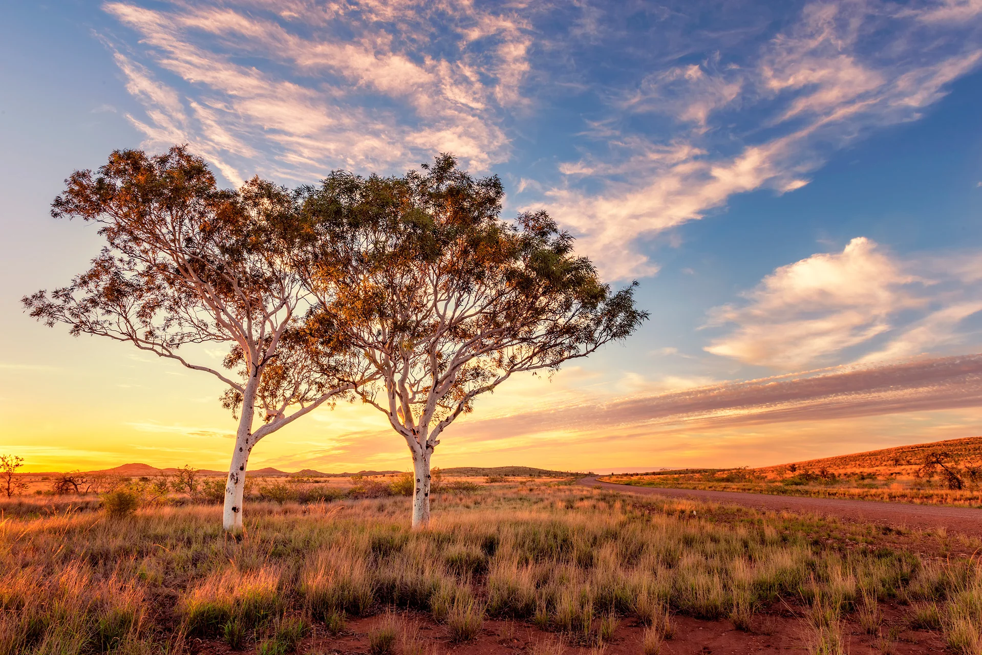 Ghost Gums