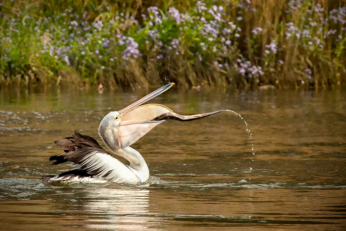 Pelican