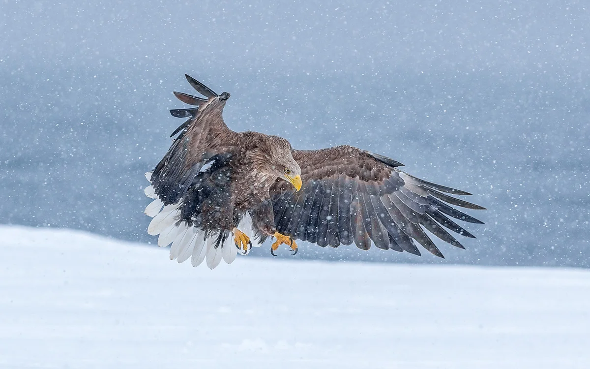 Eagle Landing in Snow