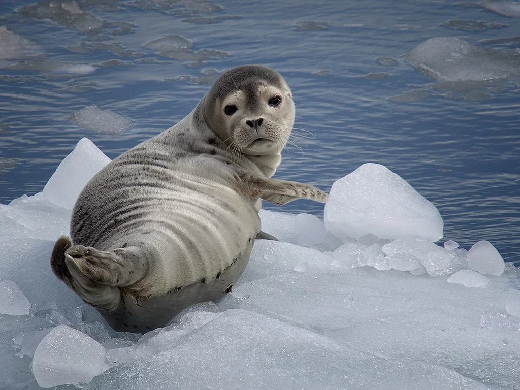Harbor Seal