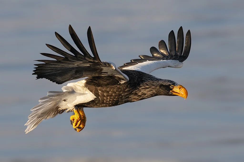 Steller Eagle