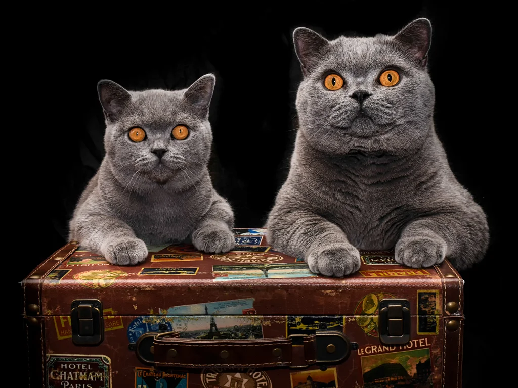 Bob & Paddy