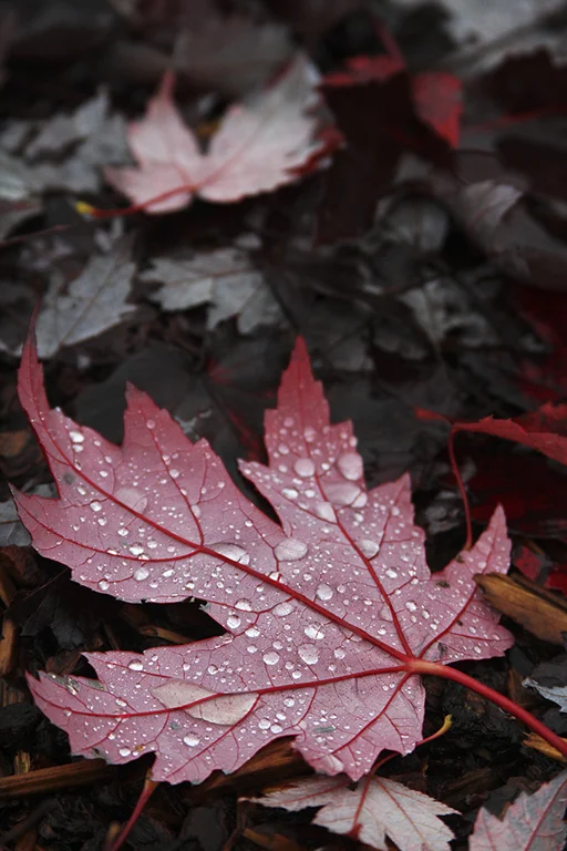 Autumn Arrives