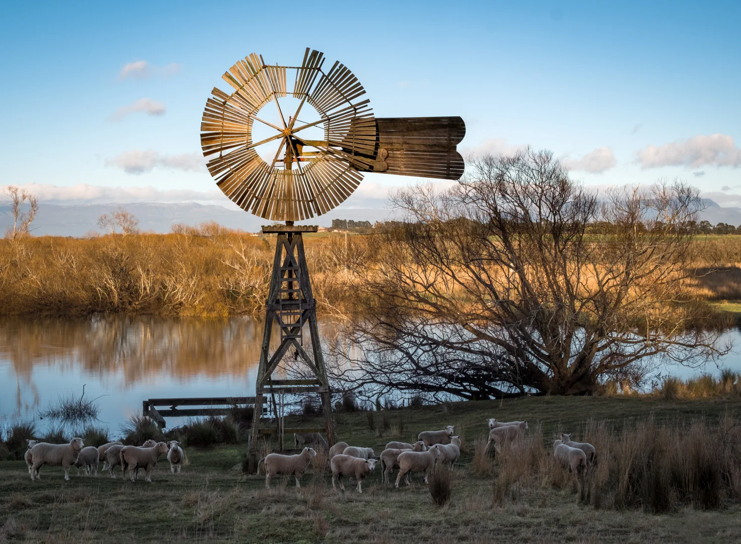 Windmill and Sheep