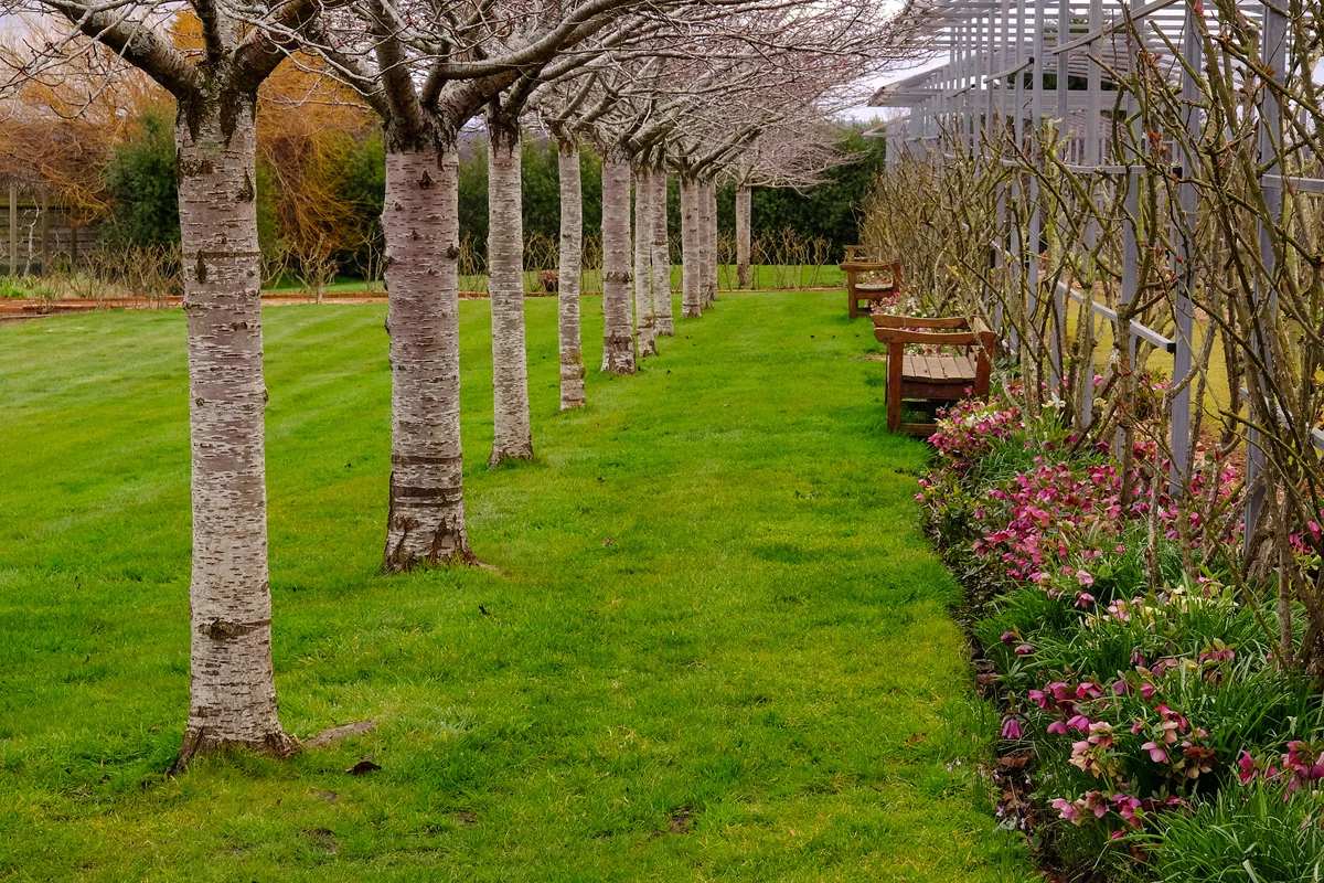 Rose Garden Lawn