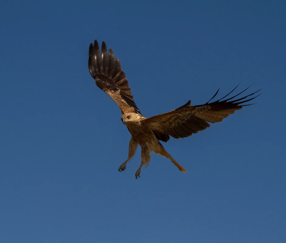 Kite 086