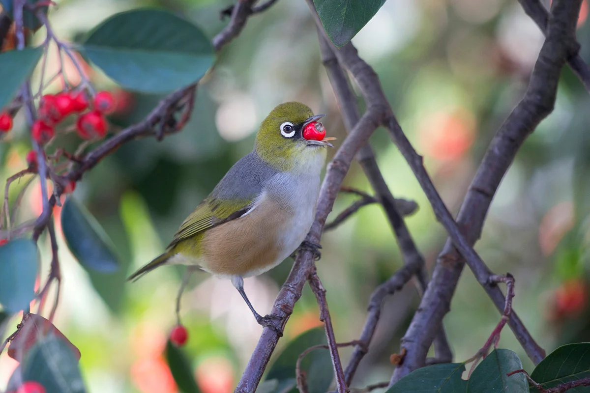 Silvereye