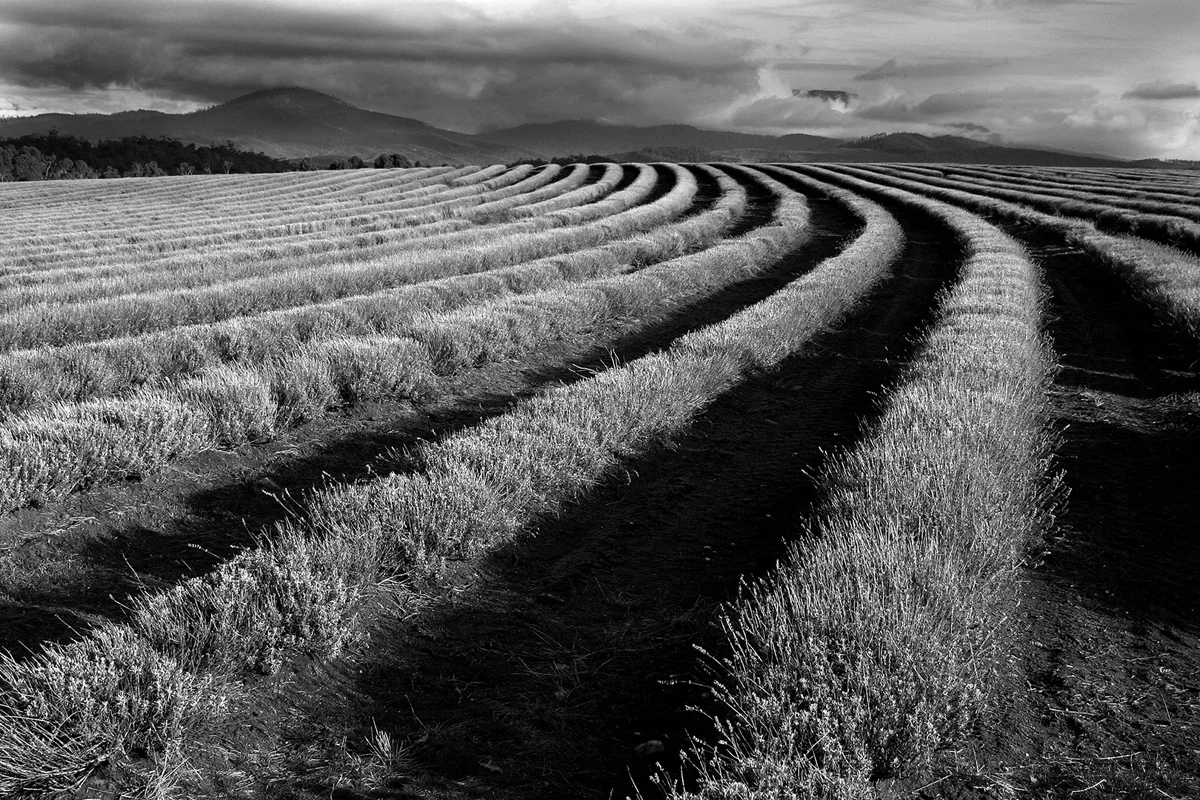 Rows & Rows