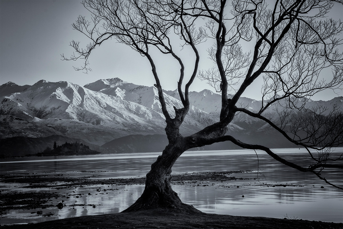 Wanaka Tree