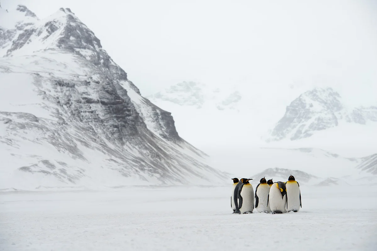 King Penguin Huddle