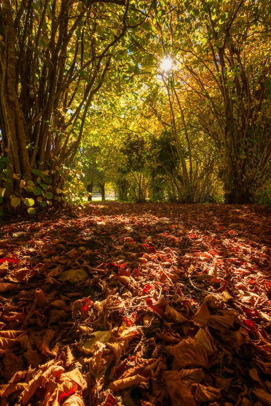 Autumnal Carpet