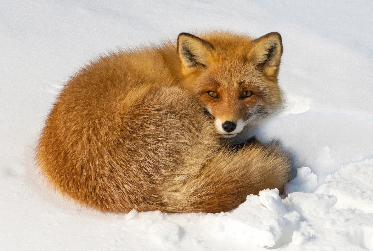 Red Fox in Snow