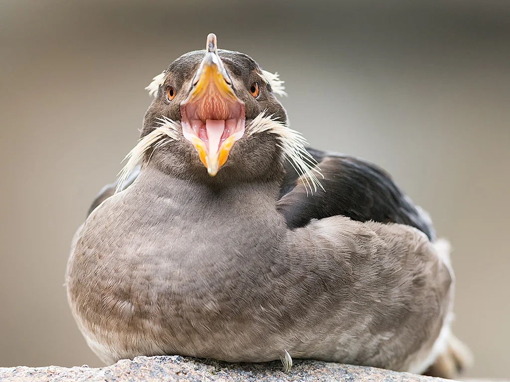 Rhinoceros Auklet - Phillipa Alexander