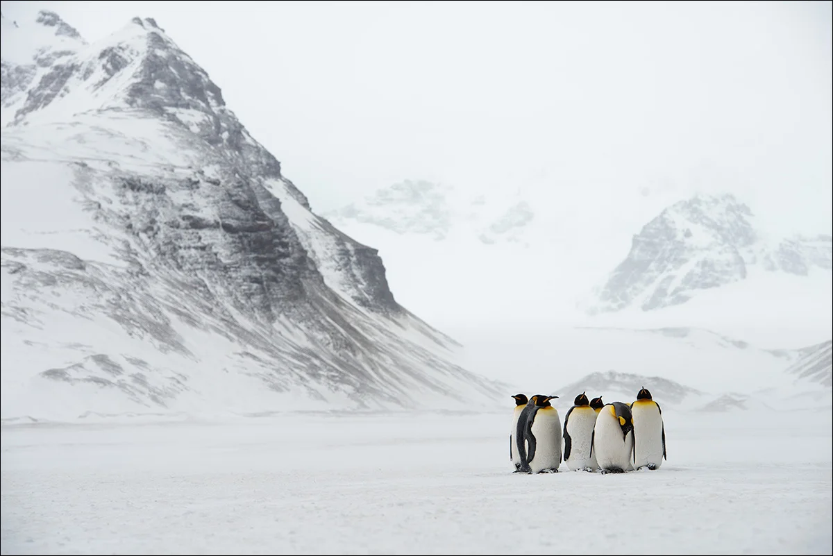 King Penguin Huddle - Felix Staub