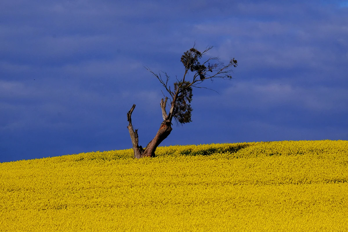 Canola Field (Landscape)