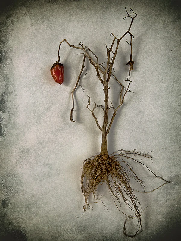 Still Life with Capsicum (Still-Life)