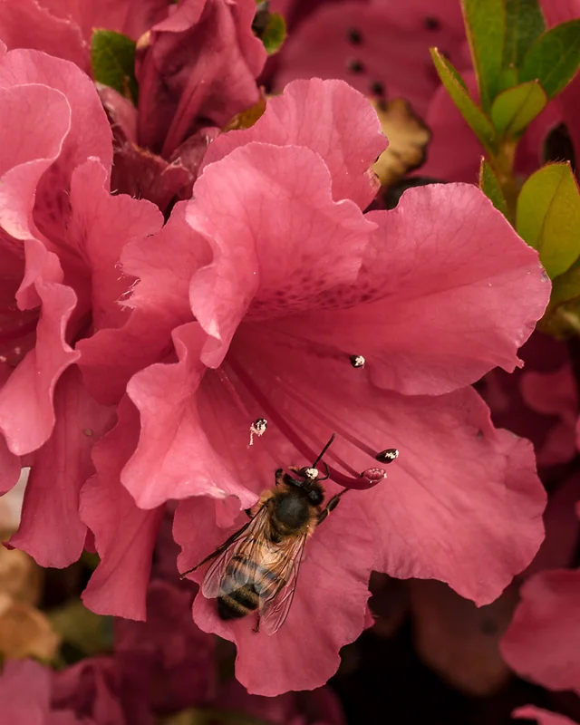 Sucking Nectar (Nature)