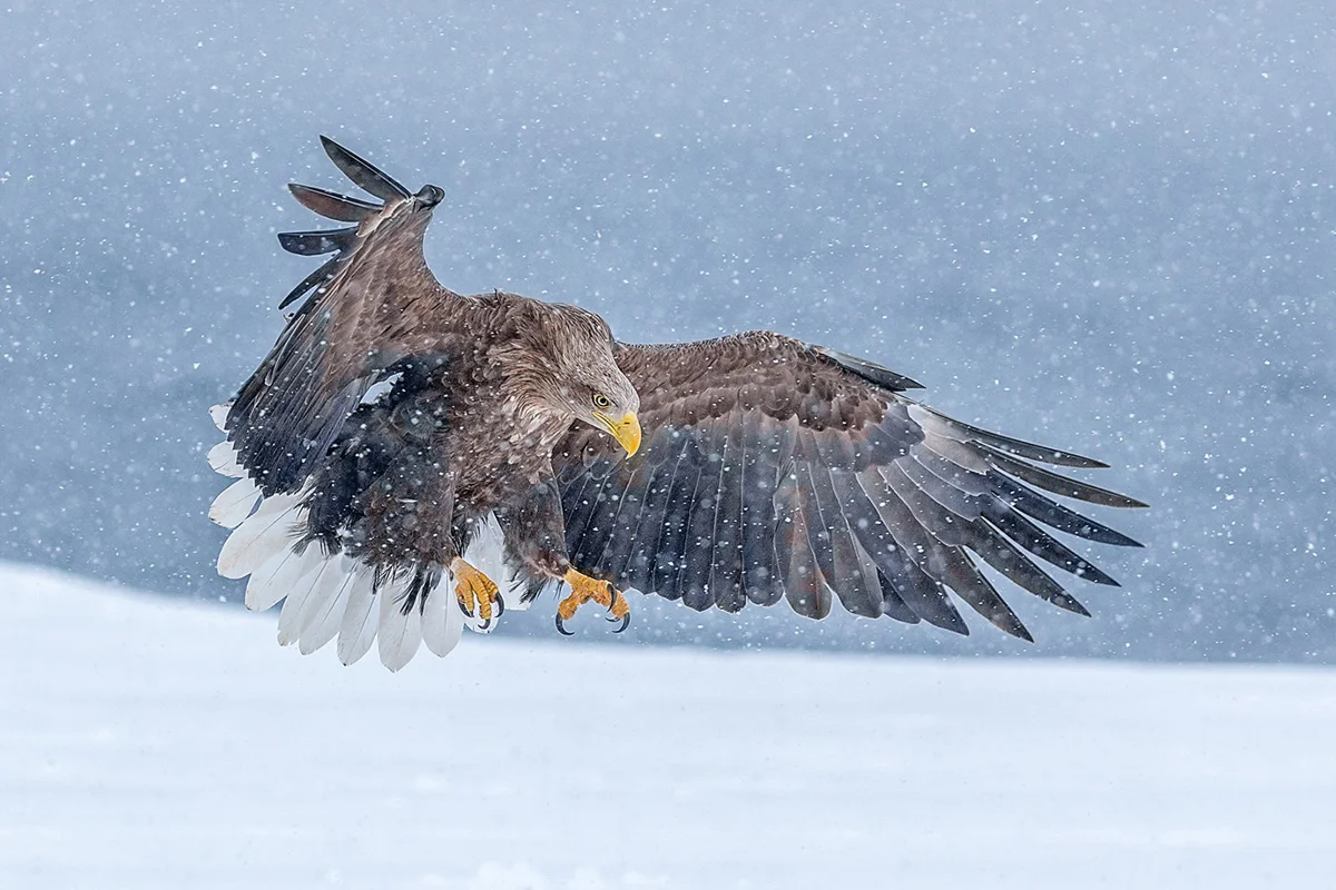 Eagle Landing in Snow (Nature)