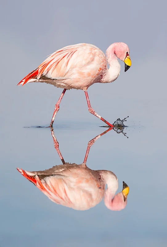 Flamingo Reflection