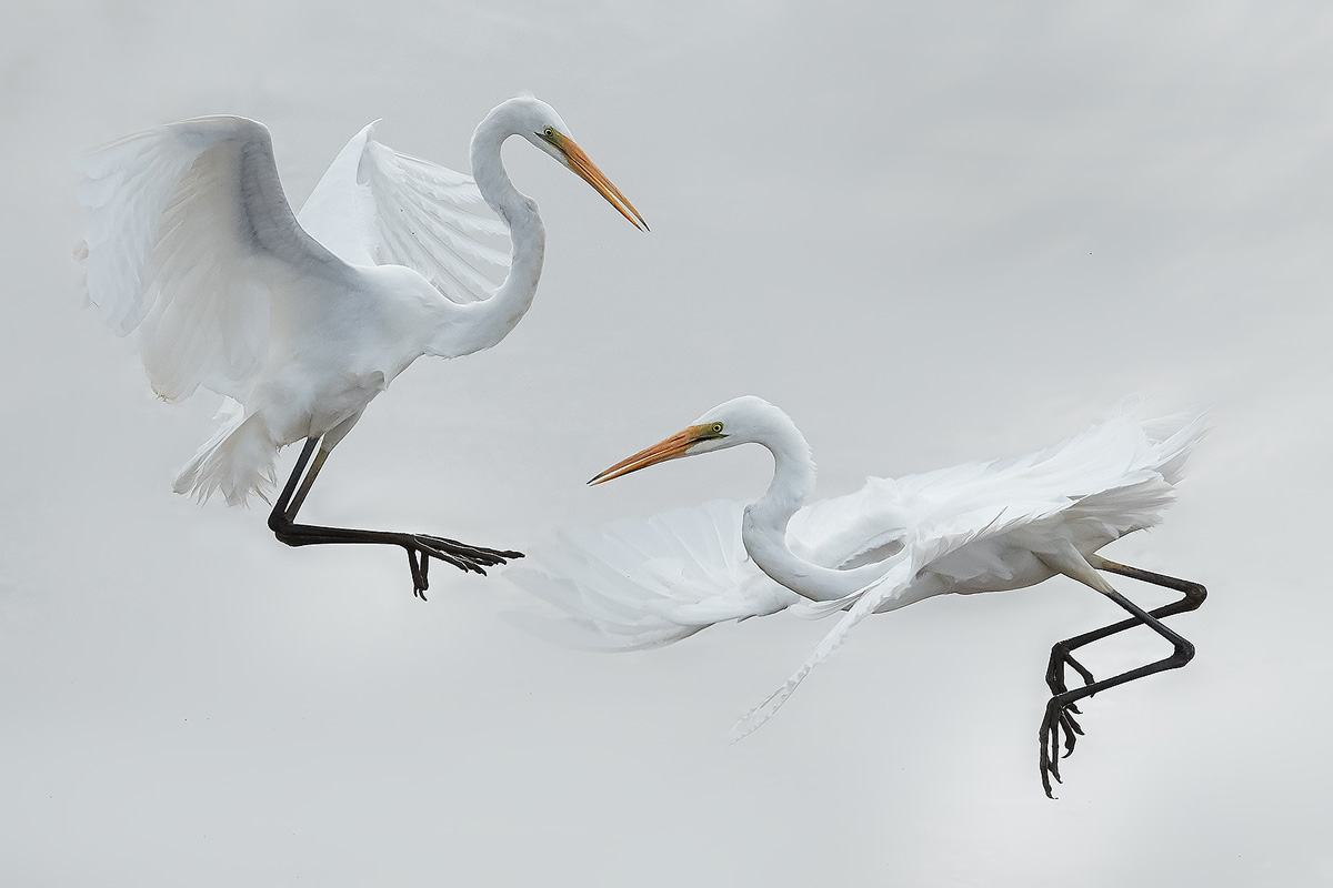 Egret Dispute