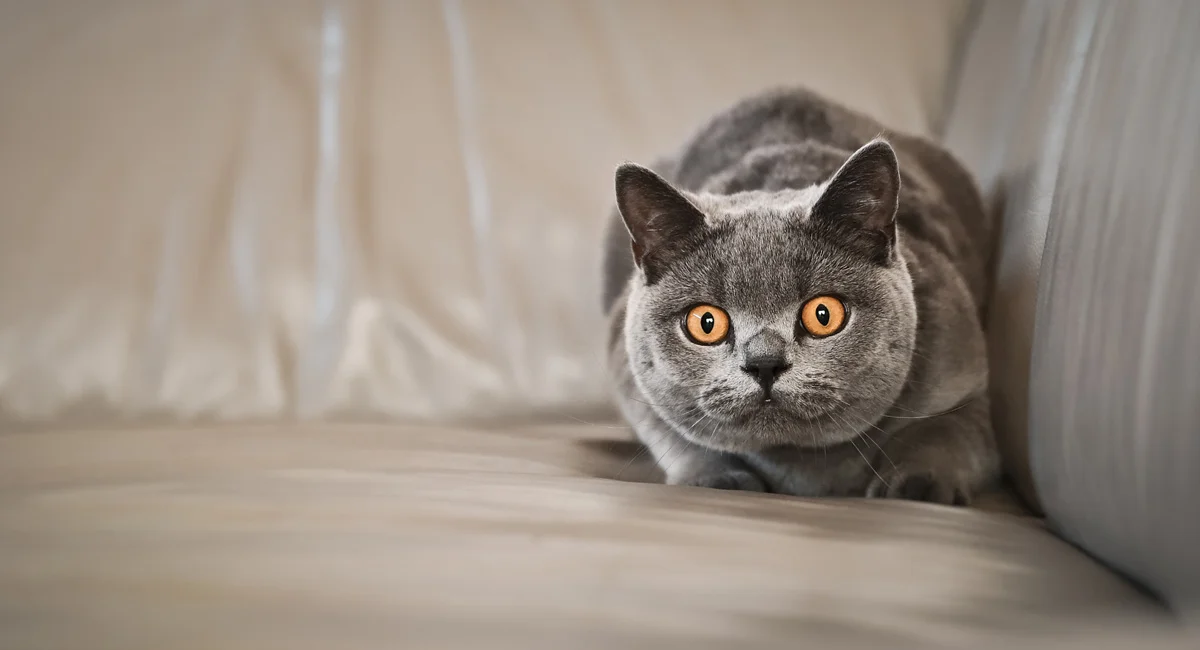 Pounce Face On