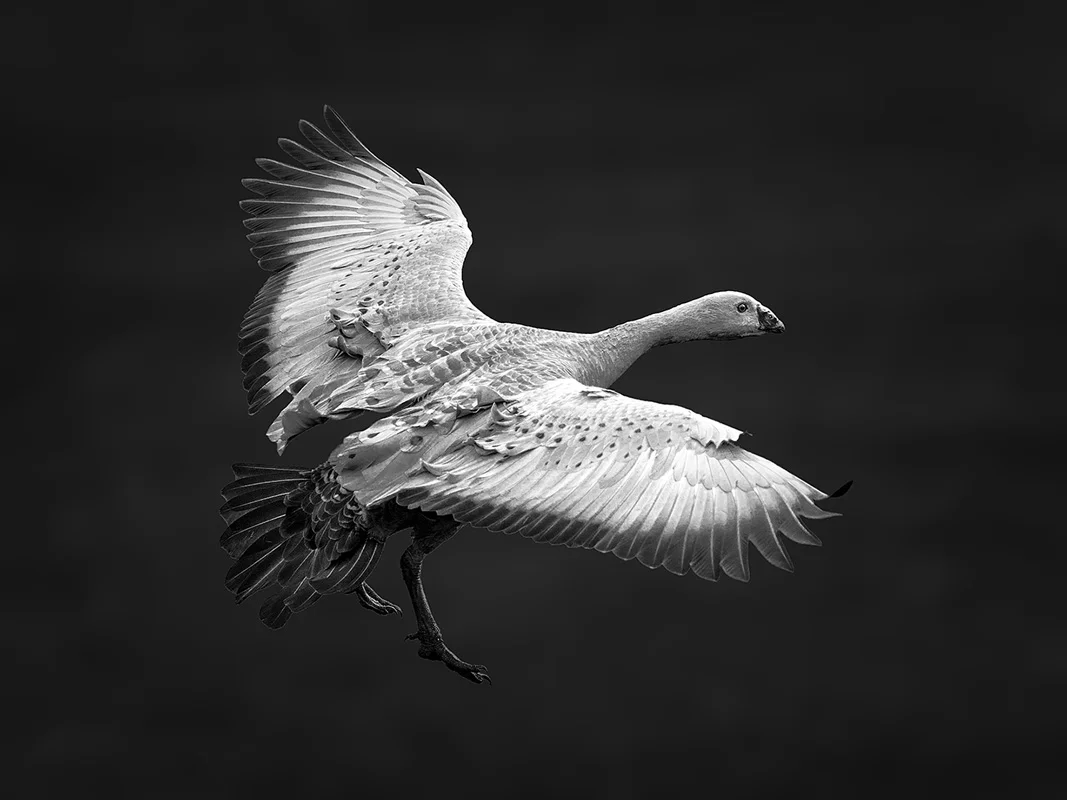 Cape Barren Goose