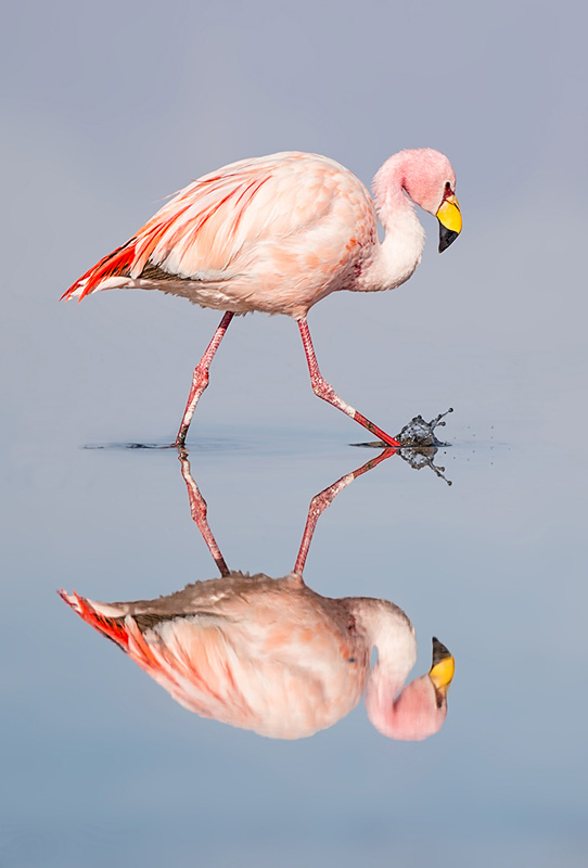 Phillipa Alexander - Flamingo Reflection