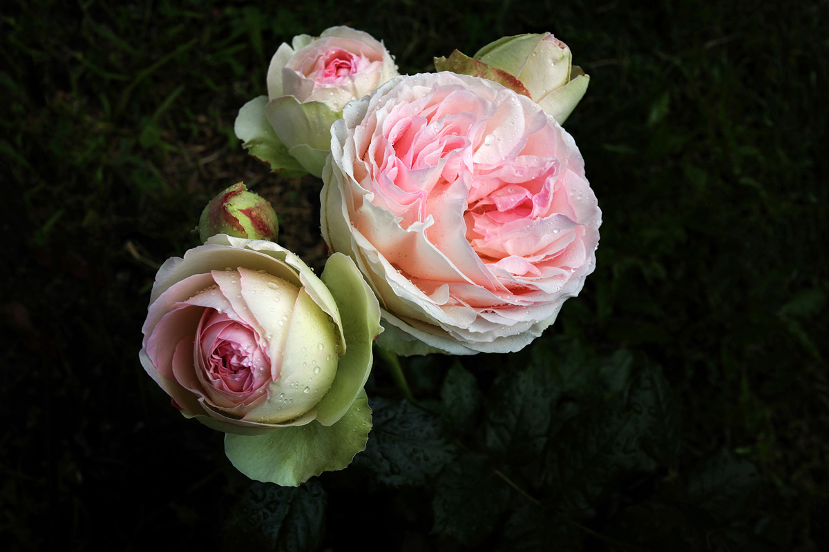 First Blush