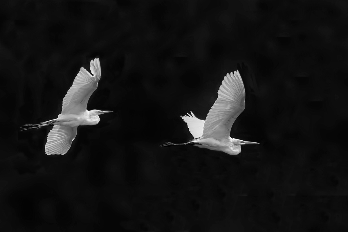 Egrets in Flight
