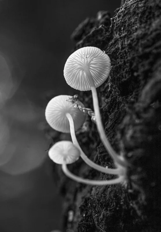 Fluted Beauty